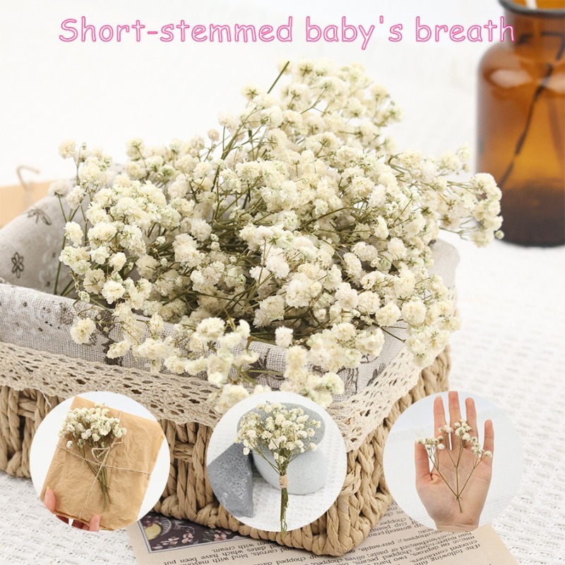 Florist Supply Vases - 50 stuks natuurlijke gedroogde gypsophila (baby's